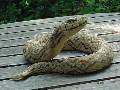 Viper Schlange